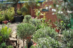Norfolk Olive Tree Company show garden
