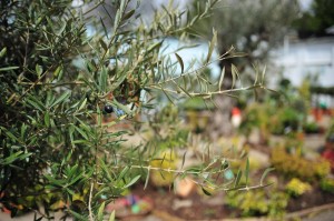 Norfolk Olive Tree Company show garden