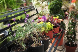 Norfolk Olive Tree Company show garden