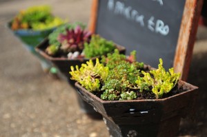 Norfolk Olive Tree Company show garden