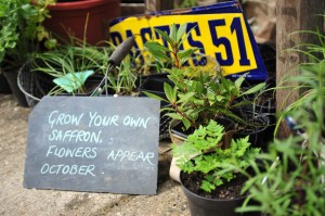 Norfolk Olive Tree Company show garden