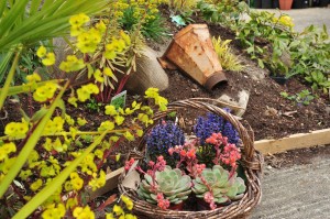 Norfolk Olive Tree Company show garden