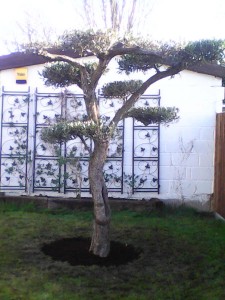 olive tree in a customer's garden