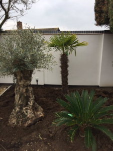 Olive trees and Palm trees for sale