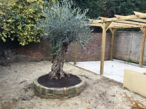 olive tree in a customer's garden