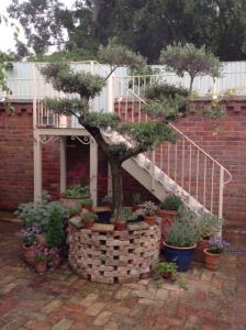 Old Olive tree In pot