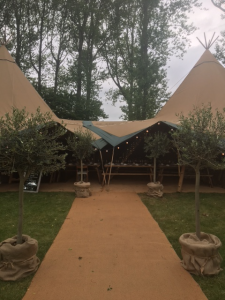 wedding suppliers, tree hire, trees in pots, olive trees for sale