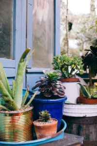 Cacti and succulents for sale