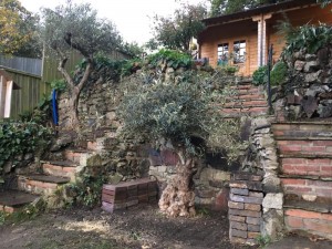 olive tree in a customer's garden