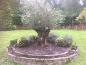 Old Olive tree