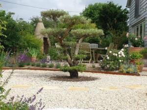 Cloud olive tree garden