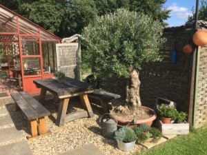 olive tree in a customer's garden