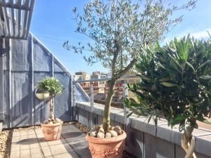 olive trees in pots