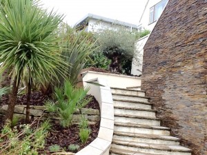 olive tree in a customer's garden