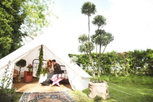 olive tree and wedding tent