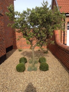 olive tree in a customer's garden