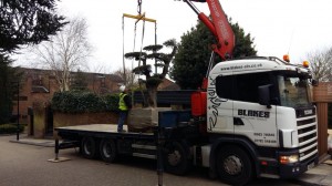 delivering cloud pruned olive tree