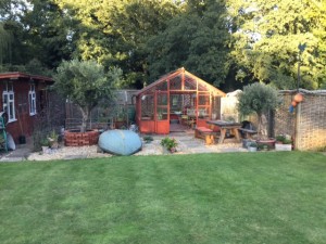 olive trees in a customer's garden