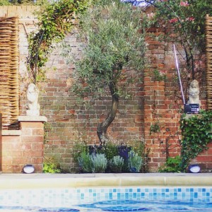 olive trees in pots