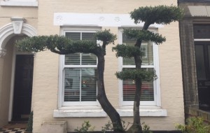 cloud pruned olive tree