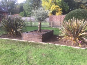 olive tree as part of a garden design