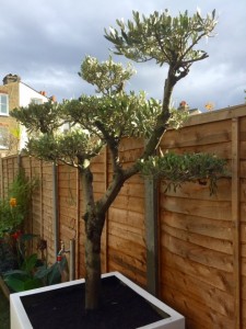 cloud pruned olive tree