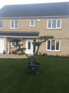 cloud pruned olive tree