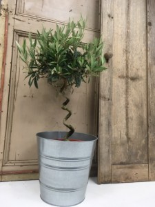 twisted stem olive tree