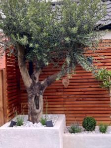 Mature olive tree garden