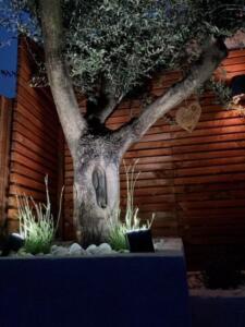 Mature olive tree garden