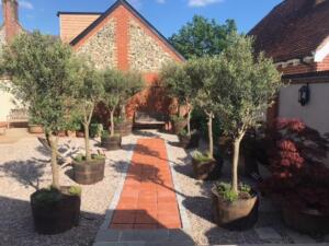 Olive trees for sale
