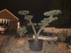 olive tree in a customer's garden