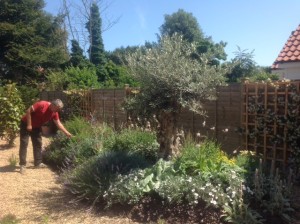 olive tree in a customer's garden