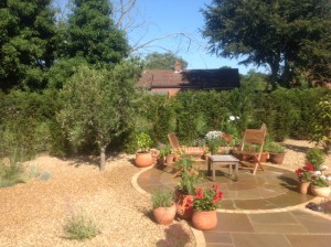 olive tree in a customer's garden