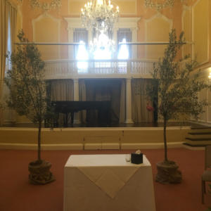 Olive Tree Hire