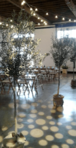 wedding olive trees ights